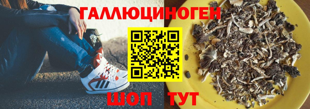 Псилоцибиновые грибы Psilocybe Набережные Челны